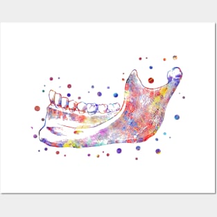 Human mandible, human jaw Posters and Art